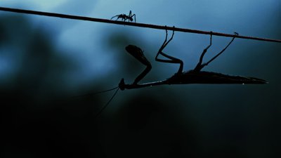 Insekten - Helden im Verborgenen (2026) – film poster